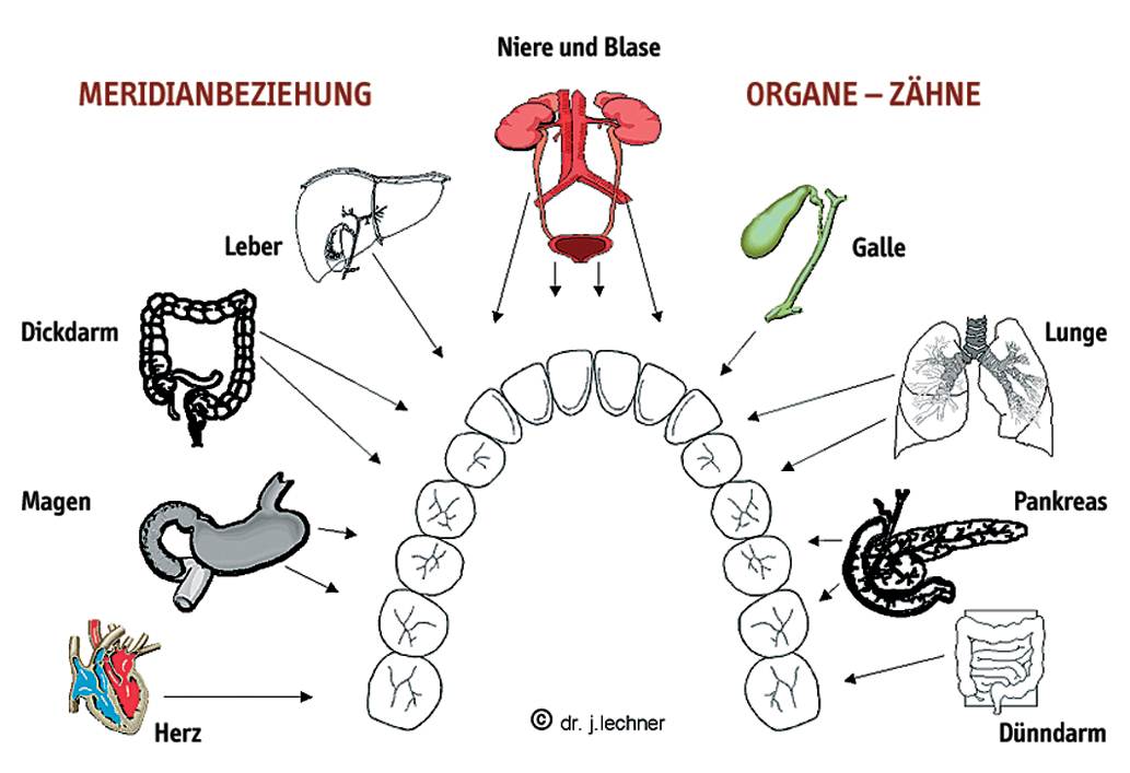 Organe-Zähne